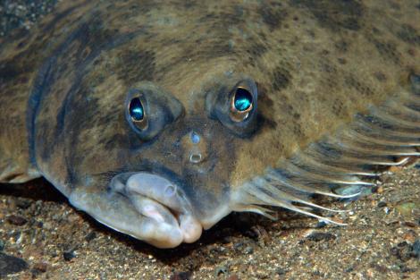 peixes-achatados-olhos-fundo-do-mar-1.jpg